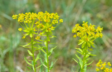 pictures of wild plants, medicinal flowers. photos of spurge flowers.