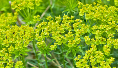 pictures of wild plants, medicinal flowers. photos of spurge flowers.