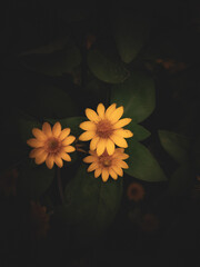 yellow flowers on dark background