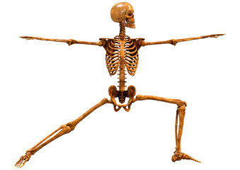 3D Rendering Human Skeleton on White