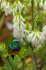 An orange-breasted sunbird (Anthobaphes violacea) feeding on nectar on a Nine-pin heath or rooiklossieheide (Erica mammosa). Betty's (Bettys) Bay. Whale Coast. Overberg. Western Cape. South Africa.