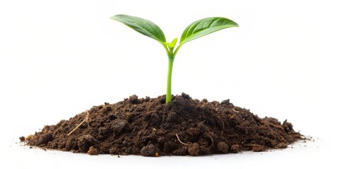 Seedling Growth
