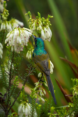 An orange-breasted sunbird (Anthobaphes violacea) feeding on nectar on a Nine-pin heath or rooiklossieheide (Erica mammosa). Betty's (Bettys) Bay. Whale Coast. Overberg. Western Cape. South Africa.