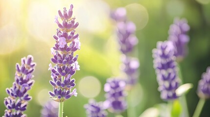 Obraz premium A single lavender rose in focus with a blurred natural green background.