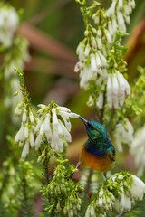An orange-breasted sunbird (Anthobaphes violacea) feeding on nectar on a Nine-pin heath or rooiklossieheide (Erica mammosa). Betty's (Bettys) Bay. Whale Coast. Overberg. Western Cape. South Africa.