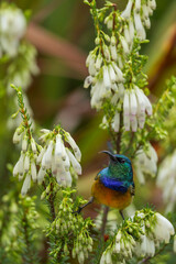An orange-breasted sunbird (Anthobaphes violacea) feeding on nectar on a Nine-pin heath or rooiklossieheide (Erica mammosa). Betty's (Bettys) Bay. Whale Coast. Overberg. Western Cape. South Africa.