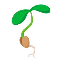 Sprouted plant sprout without background vector
