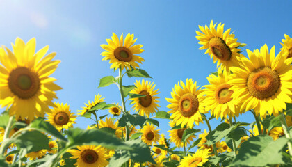 Fototapeta premium Vibrant Sunflowers Under a Clear Blue Sky