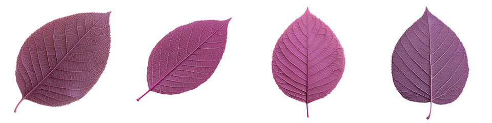 Vibrant Purple Foliage Leaves Closeup Macro Nature Texture Design  Lush rich and chromatic autumn botanical background with detailed leaf patterns and vibrant hues of plum mulberry and fuchsia
