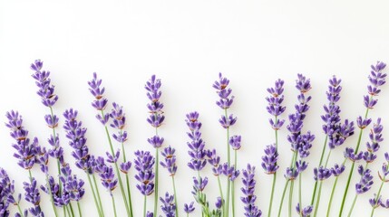Obraz premium Minimalist lavender gradient transitioning to white for a clean look.