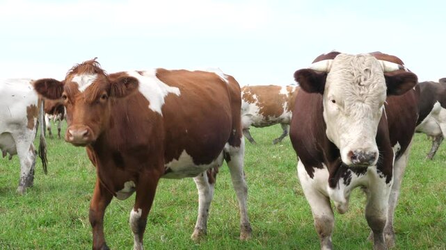 Cows graze in the pasture. Agriculture. Cattle breeding.