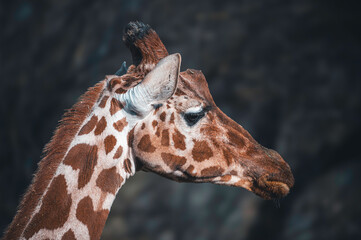 Detail of portrait of a giraffe, funny face.