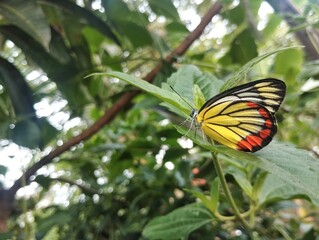 Delias hyparete butterfly on green leaf in outdoor garden 