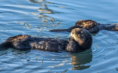 Fototapeta premium Sea otters (Enhydra lutris) floating on their backs off the pacific coast at Morro Bay, California, USA.