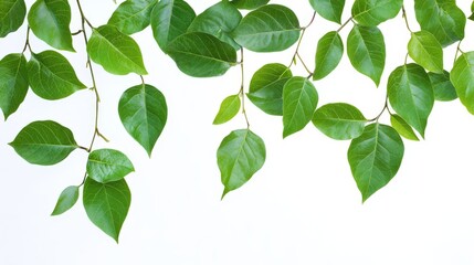Tropical green leaves on a white background, with place no copy space