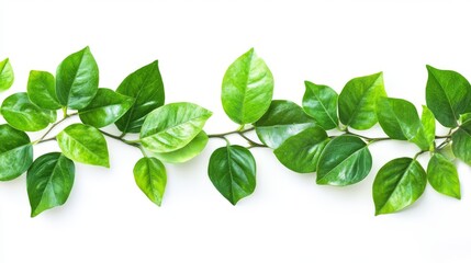 Tropical green leaves on a white background, with place no copy space