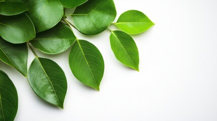 Obraz premium Tropical green leaves on a white background, with place no copy space