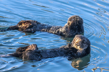 Fototapeta premium Sea otters (Enhydra lutris) floating on their backs off the pacific coast at Morro Bay, California, USA.
