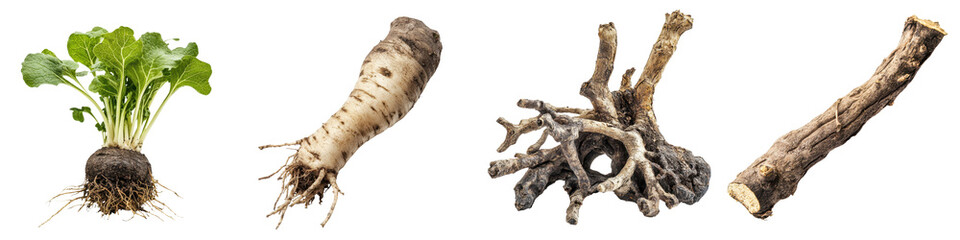 Fototapeta premium Assorted Fresh Root Vegetables on Wooden Background
