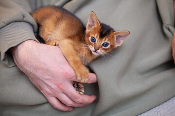 Close up of little abyssinian ruddy kitten lying on man's hand. Funny one month old red kitten playing with hand. Pets care. Positive emotions, anti stress concept. Selective focus. © Natallia