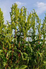 Part of a sorrel bush Rumex confertus growing in the wild with dry seeds on the stem