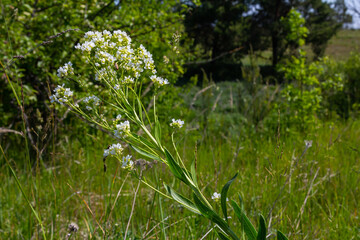White horseradish fowers close up in organic garden. Blooming horseradish, lat. Armoracia rusticana, a perennial vegetable plant, in spring
