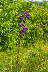 Tall bellflower, Campanula latifolia var. macrantha, blooming in a sunny garden in July, closeup with selective focus