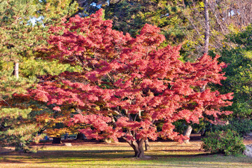 Naklejka premium 京都御苑の紅葉