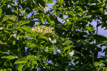 Flower buds and flowers of the Black Elder in spring, Sambucus nigra