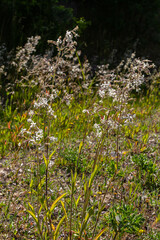 Obraz premium Silene nutans, Nottingham Catchfly, Caryophyllaceae. Wild plant shot in summer