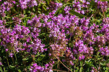 Blossoming fragrant Thymus serpyllum, Breckland wild thyme, creeping thyme, or elfin thyme close-up, macro photo. Beautiful food and medicinal plant in the field in the sunny day