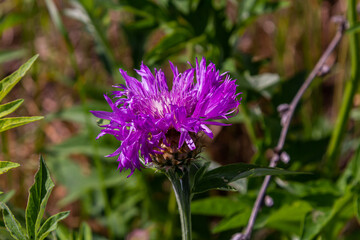 Psephellus whitened Psephellus dealbatus in garden. Bumblebee on flowers