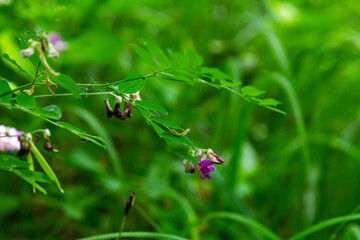 Lathyrus niger grows in the wild nature of the forest in spring