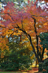 京都御苑の紅葉