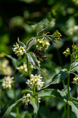 Vincetoxicum hirundinaria. Close up of white swallow wort.Vincetoxicum in the family Apocynaceae