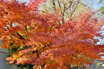 京都御苑の紅葉