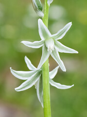 photos of various wild plants and wild flowers
