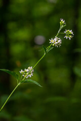 Vincetoxicum hirundinaria. Close up of white swallow wort.Vincetoxicum in the family Apocynaceae