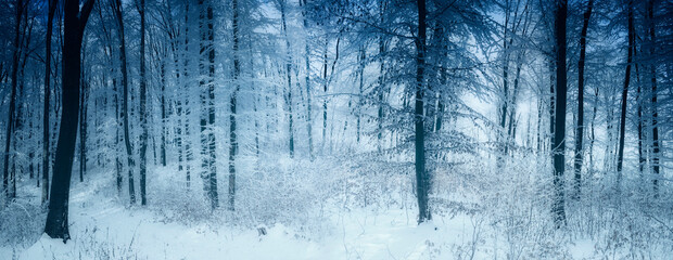 frozen winter forest panorama, fantasy landscape