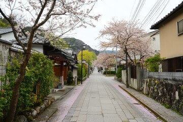Fototapeta premium Cherry Blossom Alley A serene alley lined with cherry blossom trees in full bloom, their pink petals scattered on the pathway