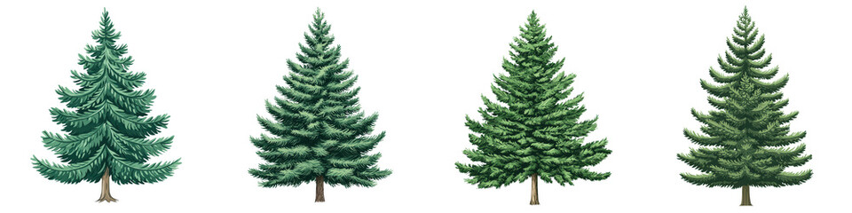 Detailed of Variety of Evergreen Coniferous Trees for Imagery