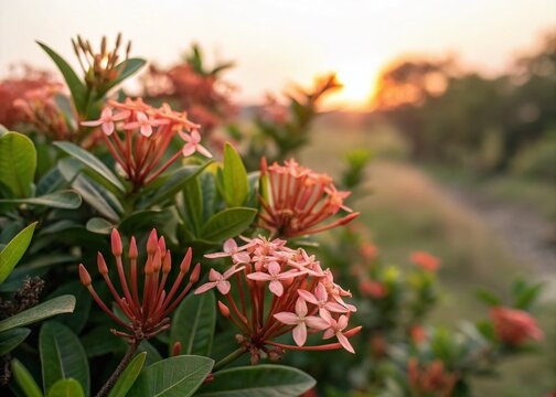 Vibrant Ixora Mini Dwarf Flowers in Long Exposure Photography