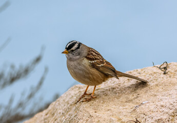 The white-crowned sparrow (Zonotrichia leucophrys) is a species of passerine bird native to North America. 