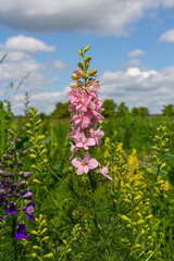 Fototapeta premium Pink and purple Delphinium Larkspur flowering plant in flower field, the Ranunculaceae family
