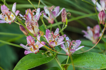 Japanese toad lily( Tricyrtis hirta) is an intriguing clump forming perennial with hairy stems and beautiful small orchid-like flowers.