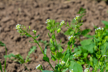 In nature, Thlaspi arvense grows among wild grasses