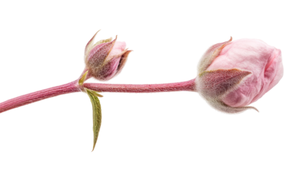 Handmade pink tulip flower with soft touch with transparent PNG background