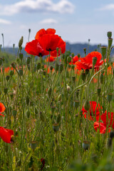 Obraz premium Papaver rhoeas or common poppy, red poppy is an annual herbaceous flowering plant in the poppy family, Papaveraceae, with red petals