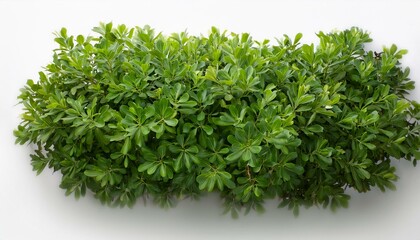 Fototapeta premium the image presents a lush green shrub captured from a top down perspective on a white background