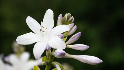 White Lily flower